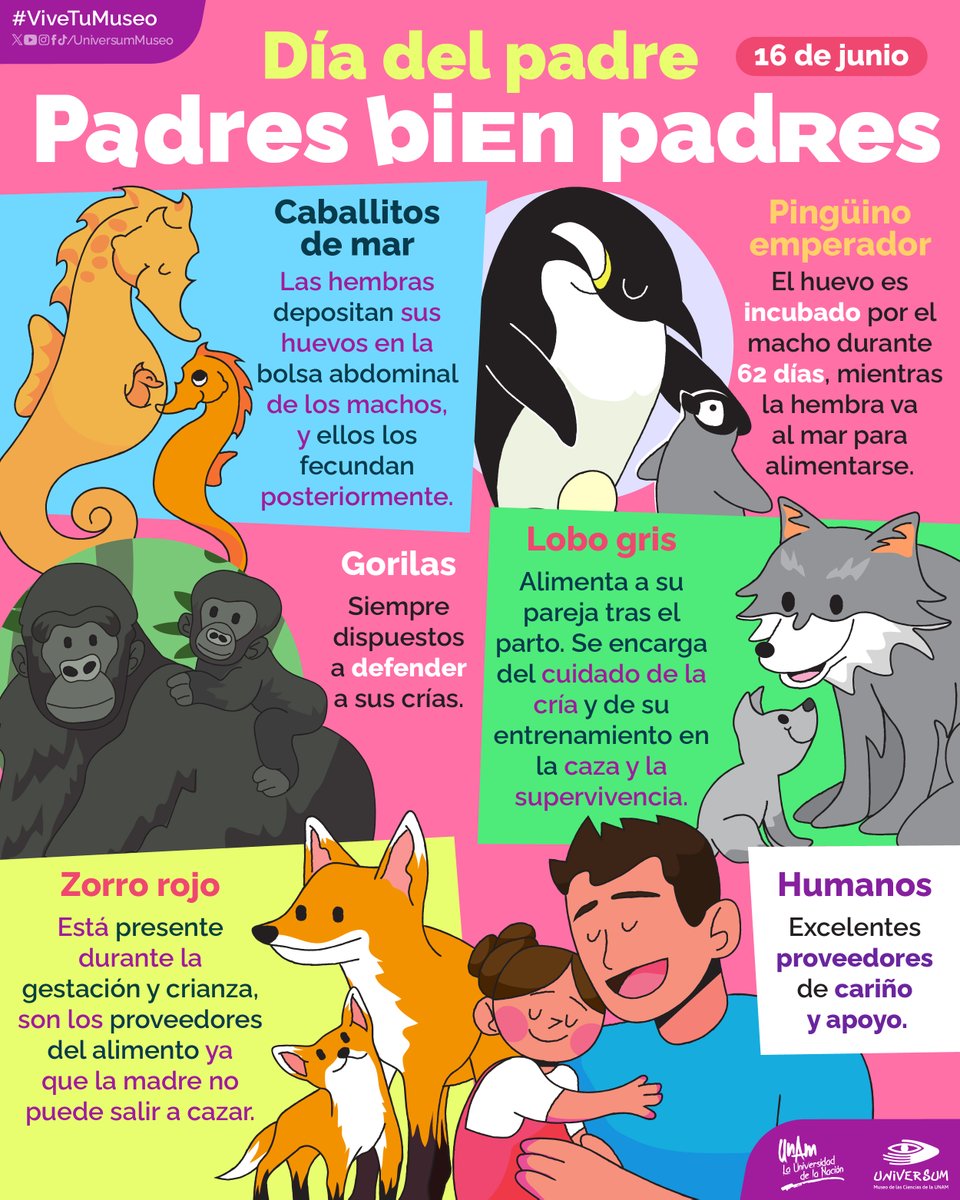 UniversumMuseo's tweet photo. ¡Feliz ##DíaDelPadre! 🤩👨🏾‍🍼🧔‍♂️

Conoce a los padres más geniales de la naturaleza, aquí 👇🏽😎

¡Feliz día #papás! 🤗❤️ #ViveTuMuseo https://t.co/pOgEzHO3bq