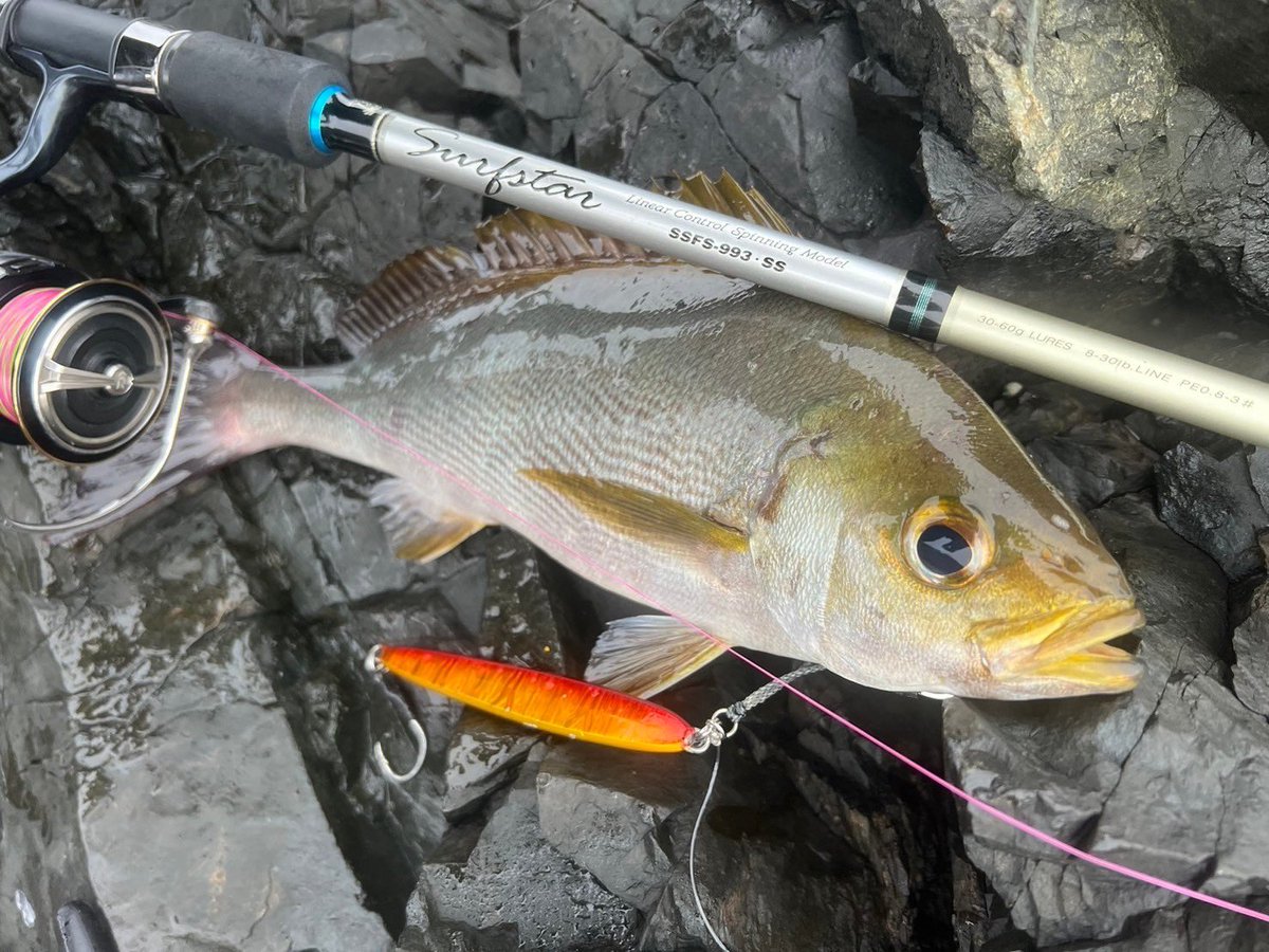 palms_global's tweet photo. Shore Slow Jigging with Slow Blatt cast LONG in Japan ๐ฏ๐ตย
Rod: Surfstar 993SSย
Lure: Slow Blatt cast LONG 60g Red n gold colo(MG-98)ย
Thank you Kenshiro !!ย
#palmsfishing #shoreslow #shoreslowjigging #shorejigging #shorejig #rockfishing @palms_japan https://t.co/4YVDqOGIxb