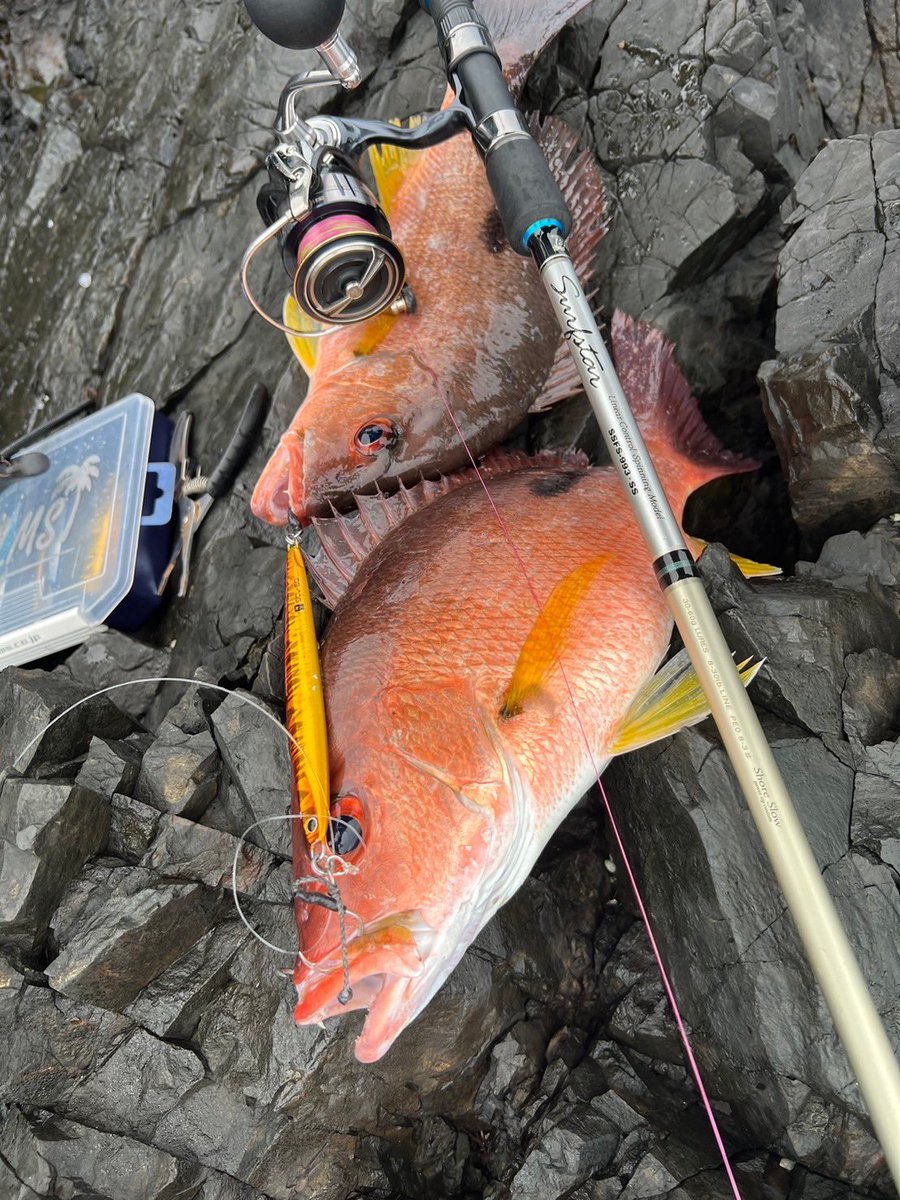 palms_global's tweet photo. Shore Slow Jigging with Slow Blatt cast LONG in Japan ๐ฏ๐ตย
Rod: Surfstar 993SSย
Lure: Slow Blatt cast LONG 60g Red n gold colo(MG-98)ย
Thank you Kenshiro !!ย
#palmsfishing #shoreslow #shoreslowjigging #shorejigging #shorejig #rockfishing @palms_japan https://t.co/4YVDqOGIxb