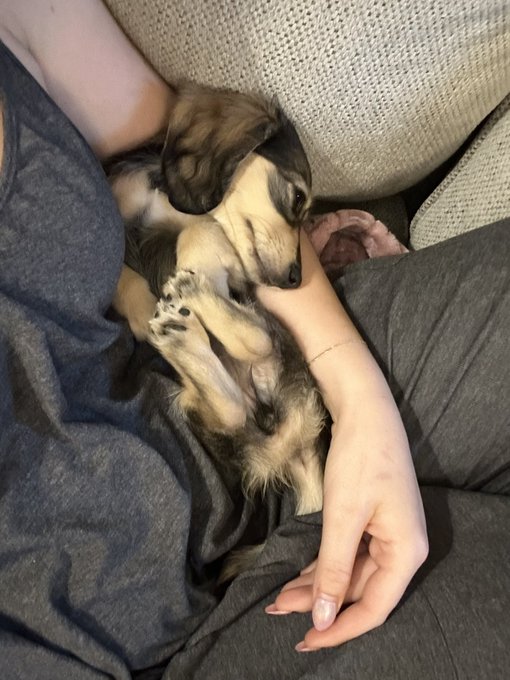 just did a great job at puppy class :) https://t.co/vVWgHZlepy