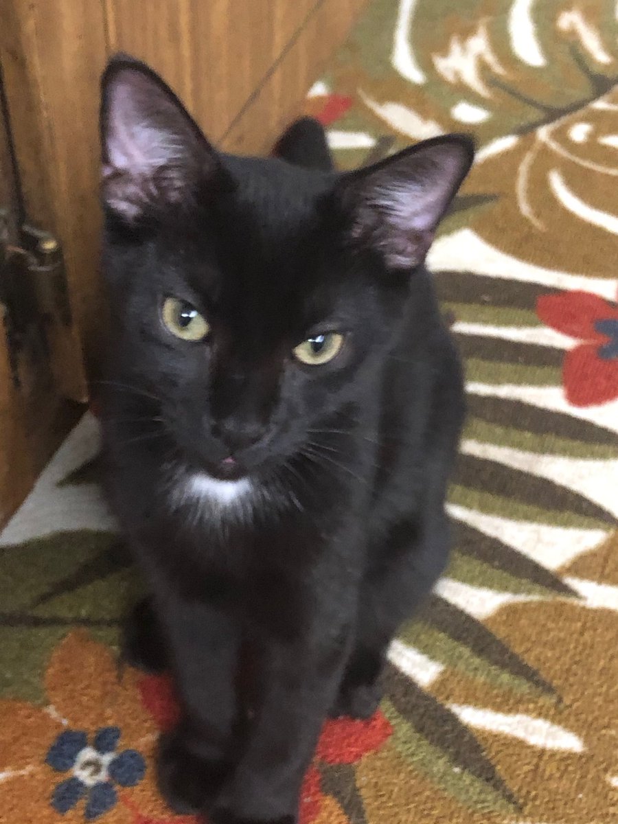 PattyTeambiden's tweet image. Good evening, Blue!💙 Here are some #PetsForBiden 🐈‍⬛🐈‍⬛💙Nico and Eddie!🖤