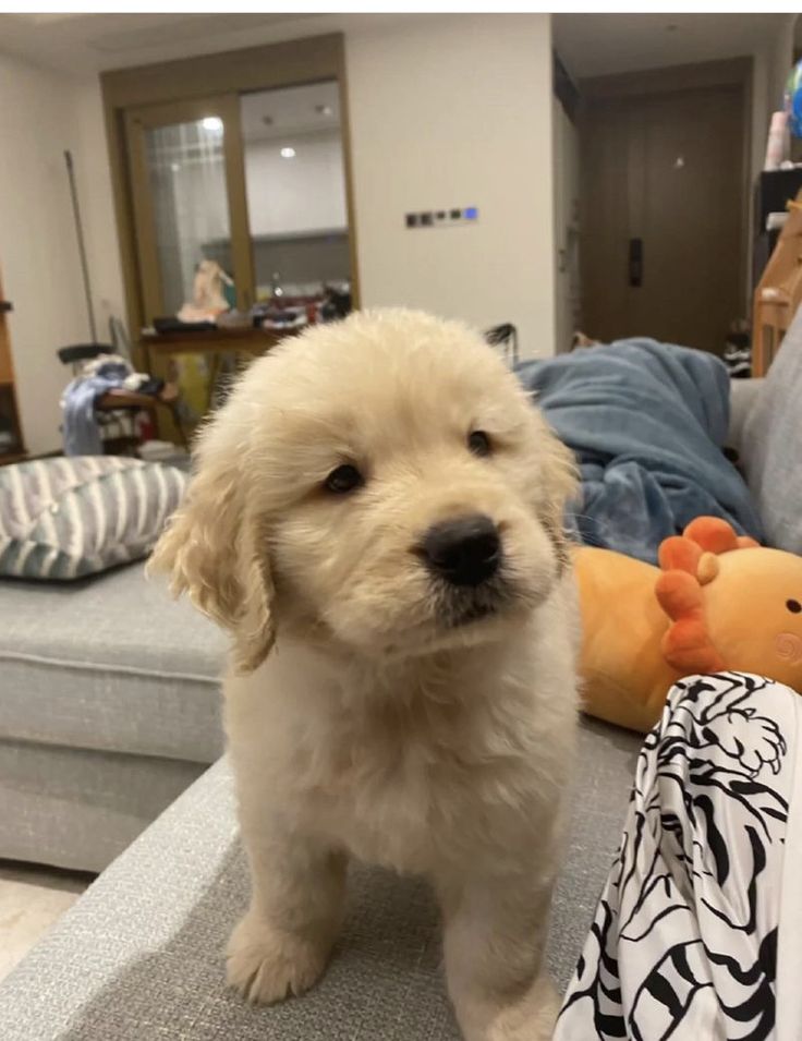dogssaveworld's tweet photo. Fluffy golden eyes 😆❤️ https://t.co/piVbF00Bps