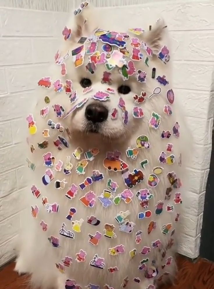 dogssaveworld's tweet image. 