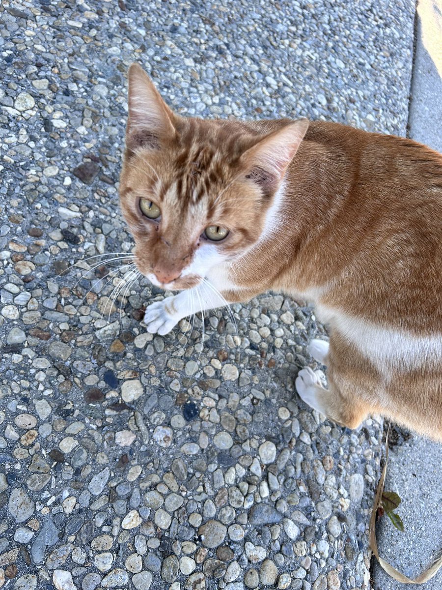 D4rks0u1ss's tweet photo. Look at this cat I just met.

#cat #cattwt #bsdtwt #garfeild #chuuya https://t.co/mNSb0ClZCt