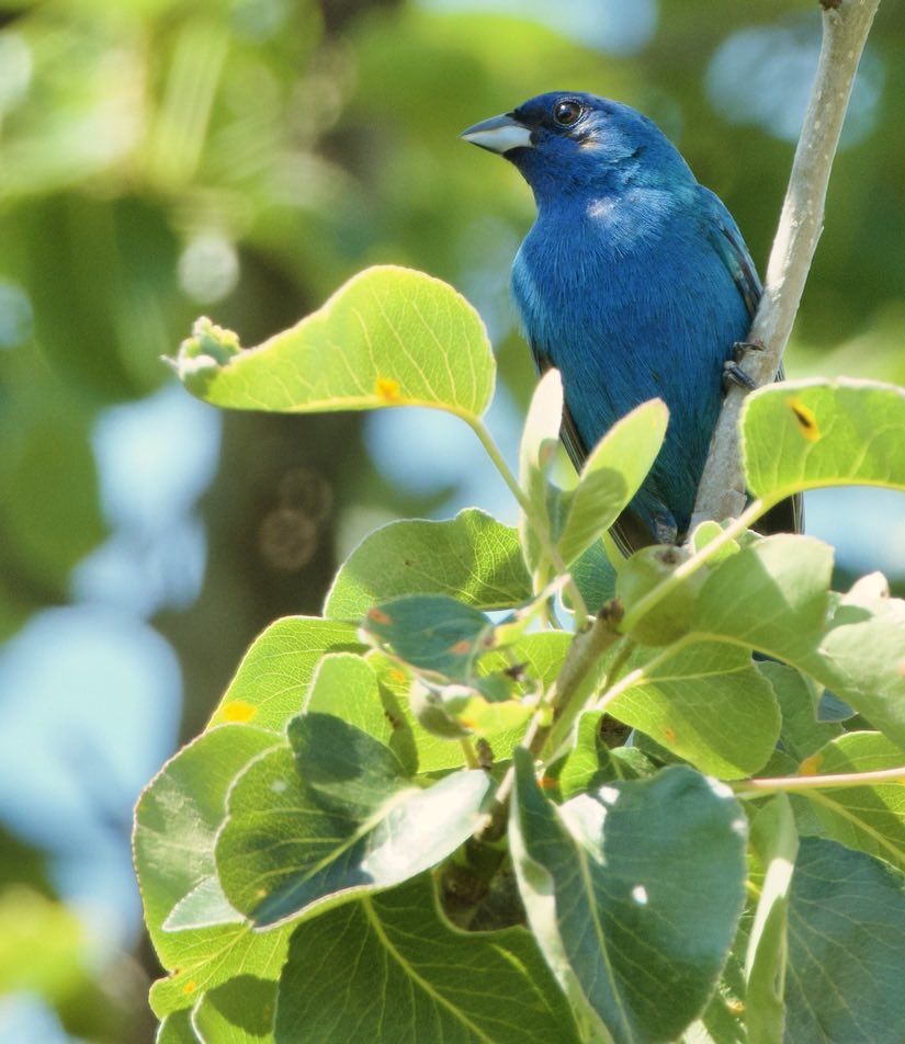 RoppityPhotos's tweet photo. Just some things I took photographs of today. #Nature #Wildlife #Birds #Photography #Chipmunk #BlueWinged #Warbler #Blue #Heron #IndigoBunting the Indigo Bunting was in #MyYardMyBirds https://t.co/ecnYQsPzJK