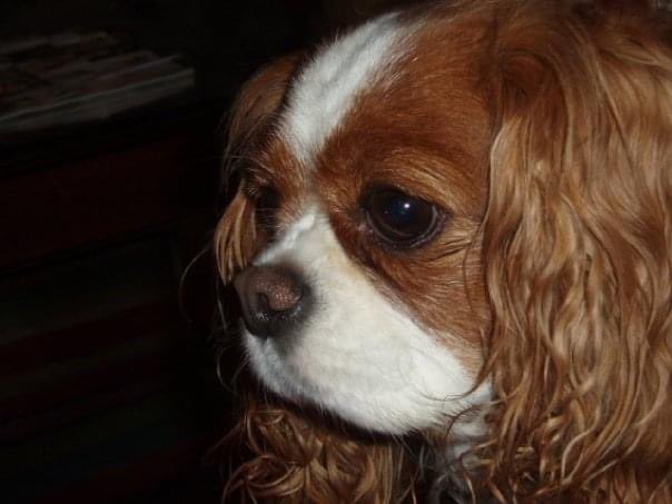 MartinLyP12's tweet photo. @CavalierMatters This is my sweet Chloe… 2004-2014. She’s been gone 10 years today, and I miss her every day, even all these years later. She was the best little baby in the world. 🩷 https://t.co/e2I4gYn1uD