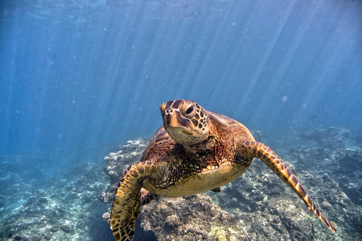 Did you know that green sea turtles are nature's lawn mowers? They graze on seagrass beds which make them more productive &amp; keep them healthy. In turn, the seagrass cover serves as crucial habitat for a number of crustaceans, fish &amp; more! 

📷 NOAA #wildturtleweek #turtlepower