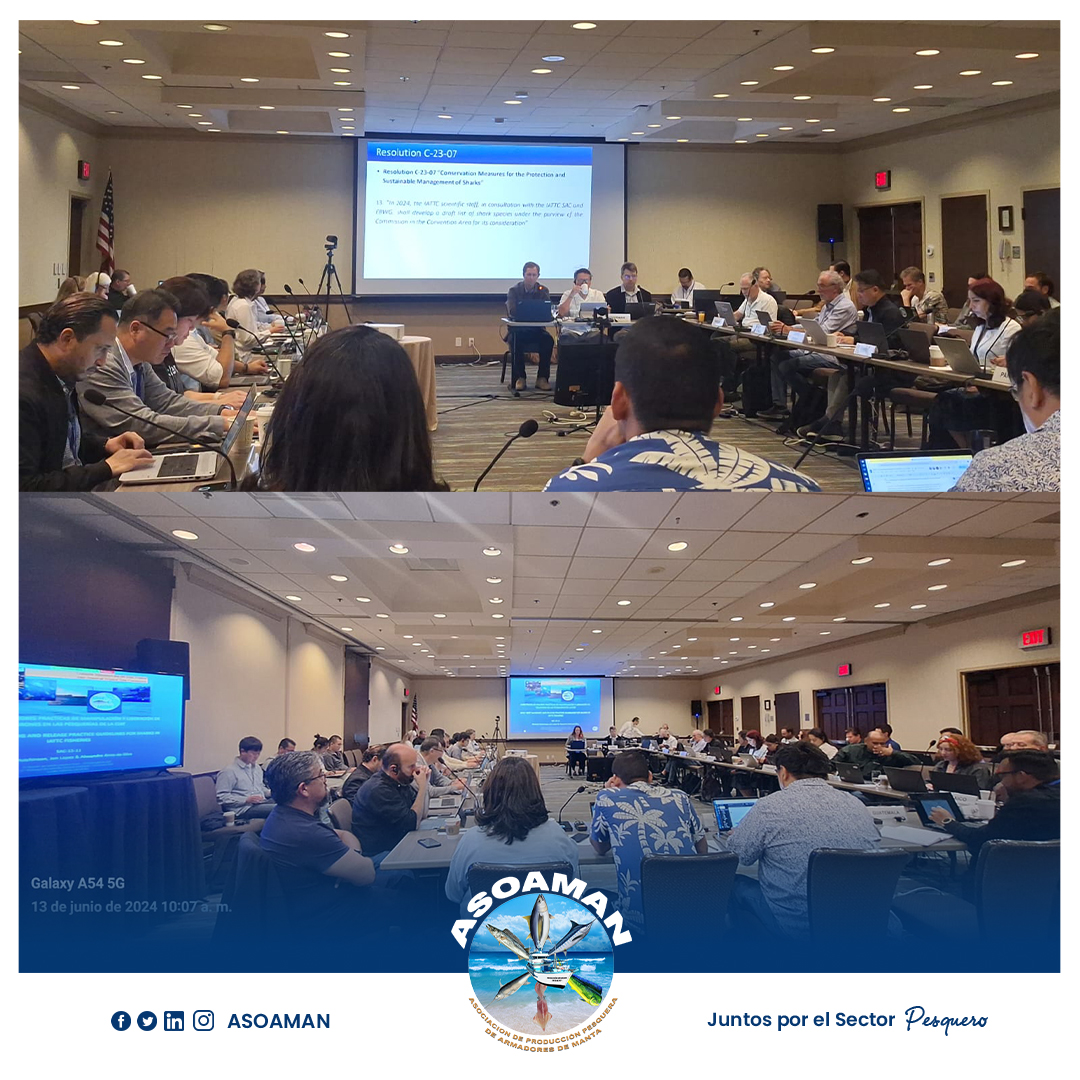 ASOAMAN1's tweet photo. El día de hoy tuvo como tema principal: "Directrices de mejores prácticas de manipulación y liberación de tiburones en las pesquerías de la CIAT.

La Jolla, San Diego, California, Estados Unidos.

#ASOAMAN #CIAT #SanDiego #Tiburón #Liberación #Manipulación https://t.co/AHv49AcXFb