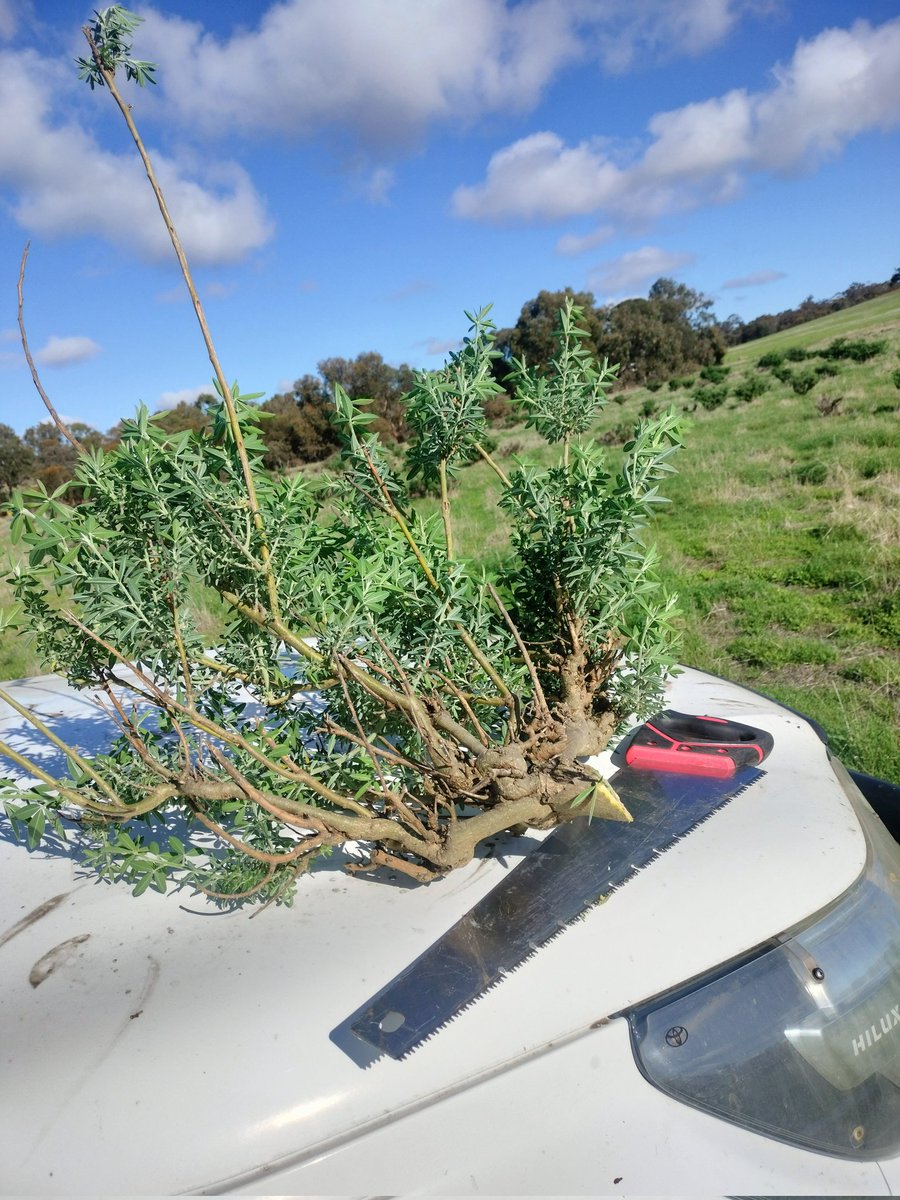 Dr Lea Labeur (@lealabeur) on Twitter photo Just 2 🐑 scientists sampling and ensuring there is enough feed in the paddocks for the pregnant twin-bearing ewes for the Edible shelter 🌿project as part of <a href="/shade_shelterAU/">Shade & Shelter research project</a>. Good to see a bit more green on the ground 🌱
<a href="/GeorgiaWelsh10/">Georgia Welsh</a> <a href="/MurdochUni/">Murdoch University</a> <a href="/Serina_Hancock/">Serina</a> Just 2 🐑 scientists sampling and ensuring there is enough feed in the paddocks for the pregnant twin-bearing ewes for the Edible shelter 🌿project as part of <a href="/shade_shelterAU/">Shade & Shelter research project</a>. Good to see a bit more green on the ground 🌱
<a href="/GeorgiaWelsh10/">Georgia Welsh</a> <a href="/MurdochUni/">Murdoch University</a> <a href="/Serina_Hancock/">Serina</a>