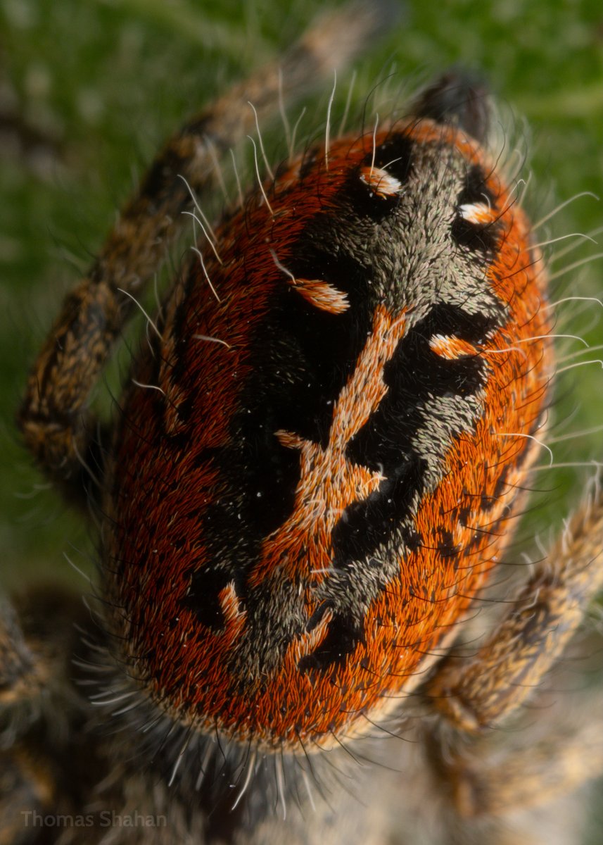Phidippus texanus abdomen