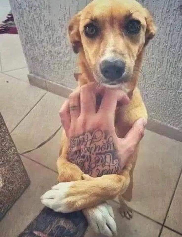 pablocasx1's tweet photo. “Acabo de cruzarme con este perrito callejero y él se me acercó, cuando lo acaricie me agarró y no paraba de abrarazarme, me miraba así... movía su colita emocionado no pude resistirme y lo adopte ...”
Sinceramente, la humanidad no merece un amor tan puro.! https://t.co/oZ6MQBo9Ni