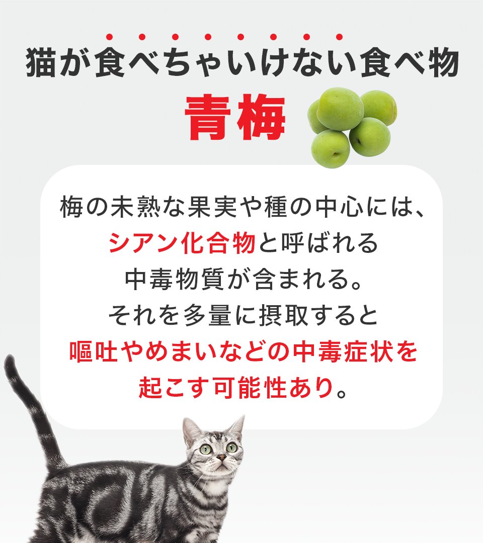 😯＜えっ！これもダメなの？！ 特に気を付けたい 猫が食べちゃいけない