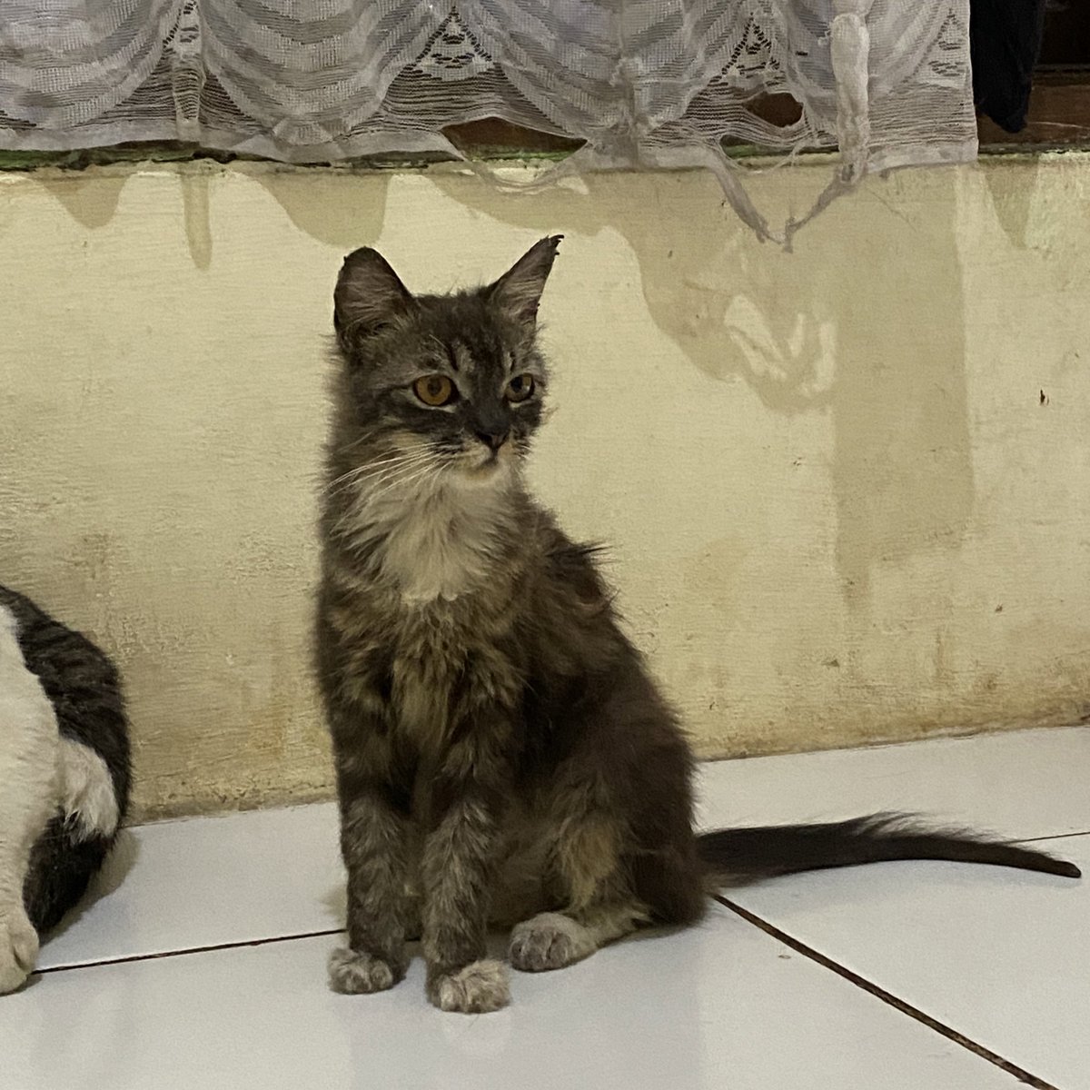 mei🐈‍⬛🐈 tweet media