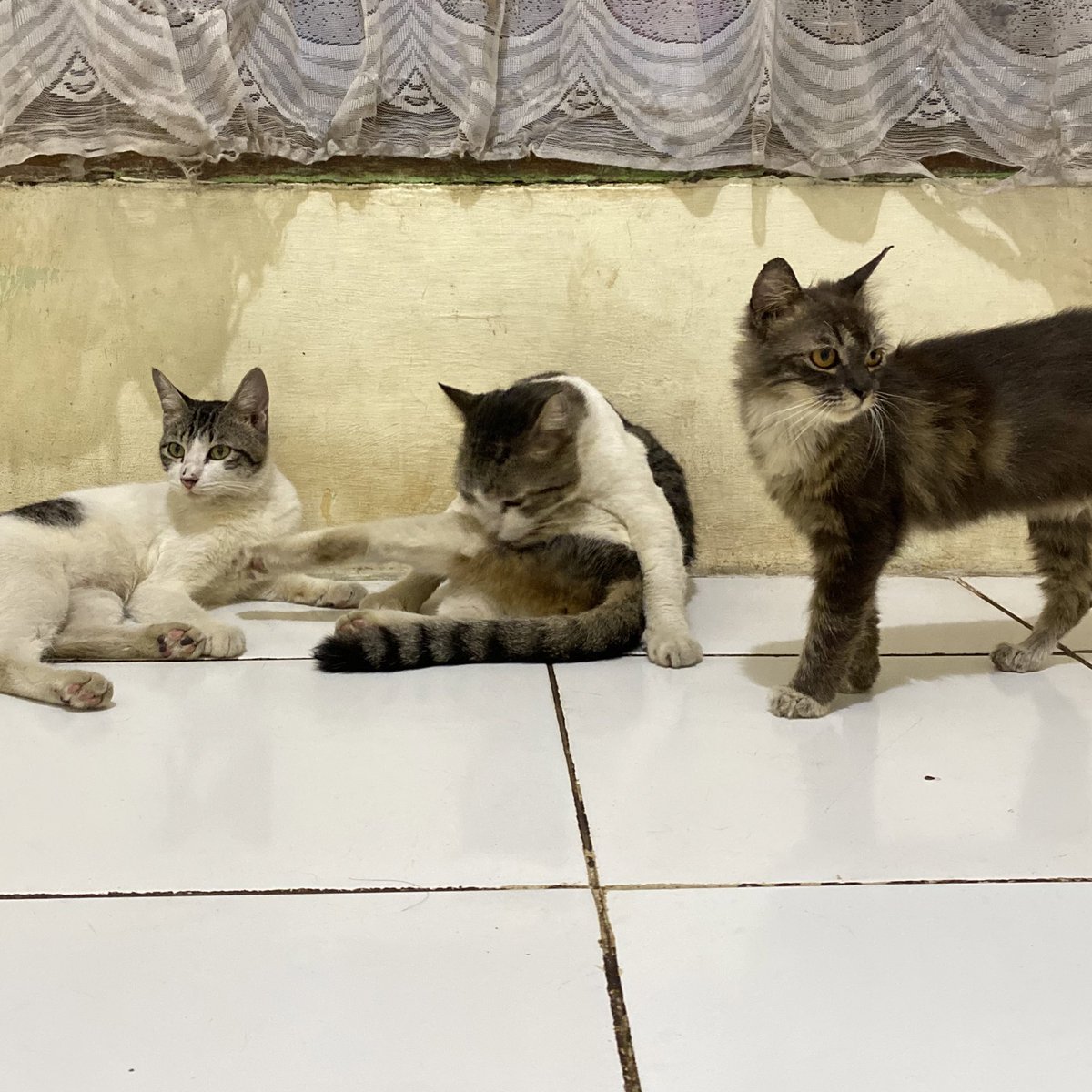 mei🐈‍⬛🐈 tweet media