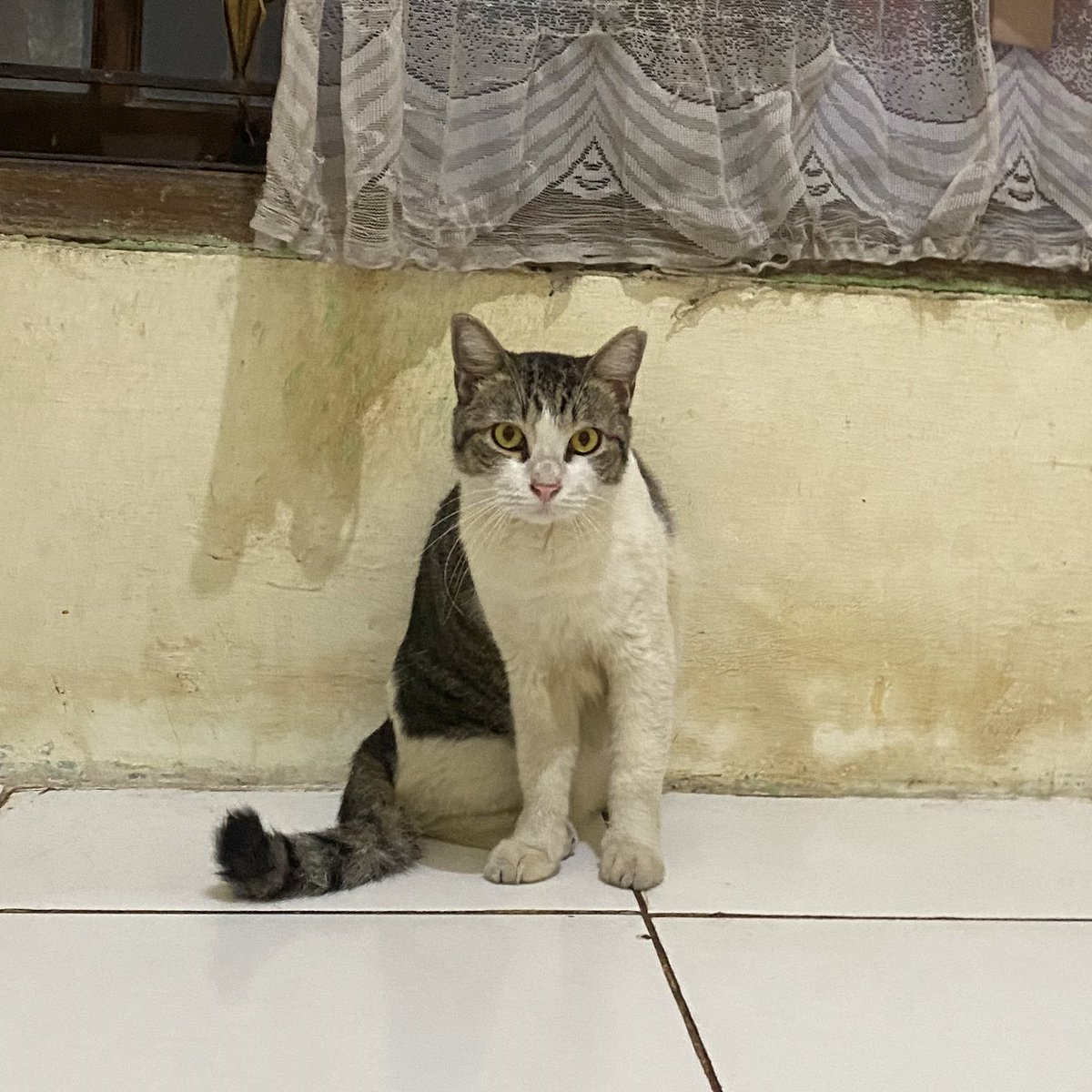 mei🐈‍⬛🐈 tweet media