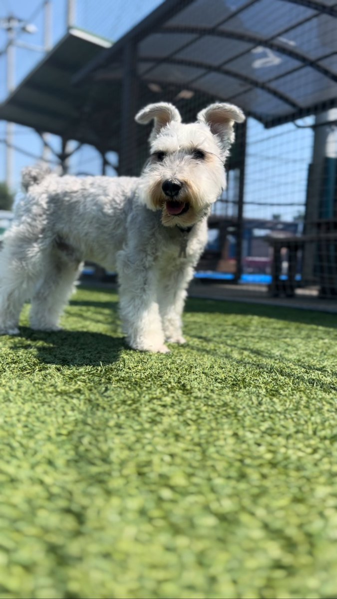 おはようございマッシュ🐶🍄♪

今日は早出で昼で上がる🤩

もうこの時間で暑すぎ🥵