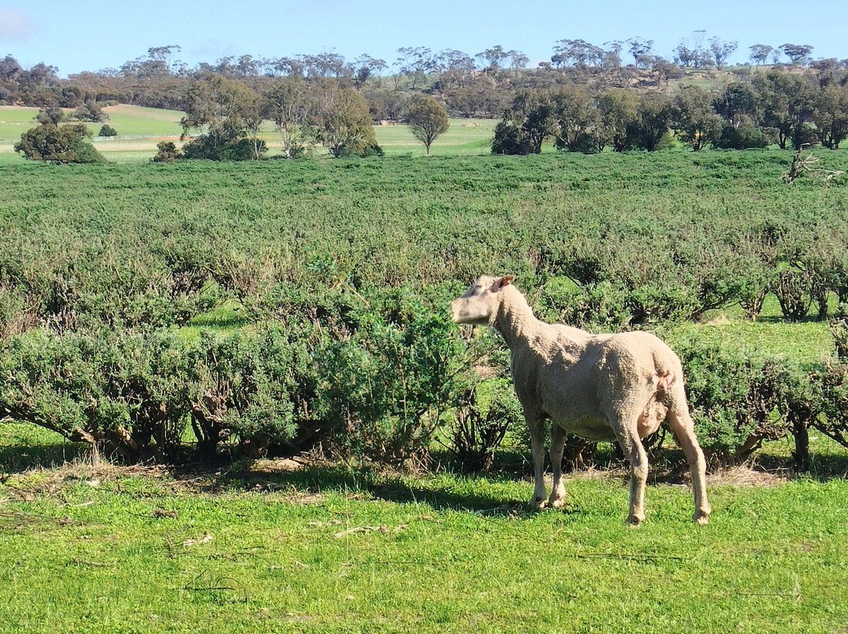 LeaLabeur's tweet photo. People often ask, do sheep choose to eat shrubs if given a choice π€? Ask this girl who rushed to the shrubs as soon as the gate opened and sampled every shrub/tree she could get her mouth on on the way π
ππΏ#justasnack @shade_shelterAU @GeorgiaWelsh10 https://t.co/WxrxXUC7WJ