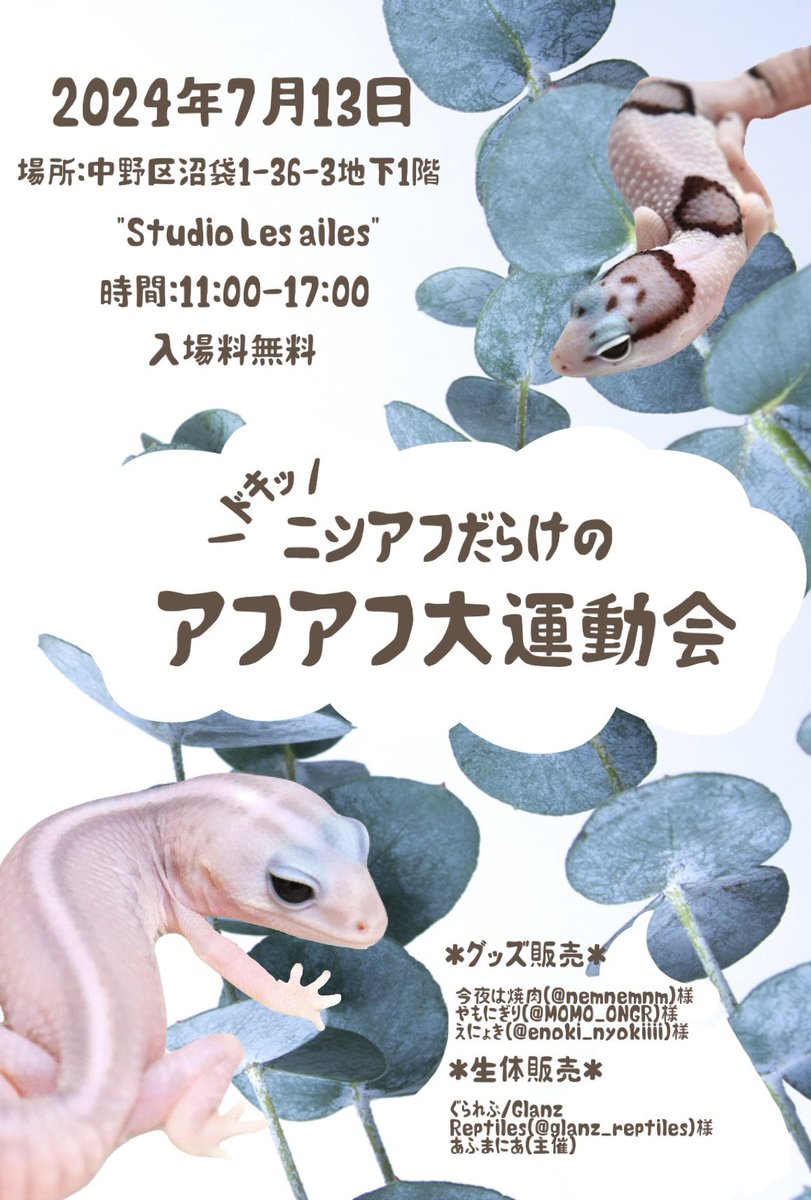 nishi_af_'s tweet photo. ❁.｡✽.【イベント開催のお知らせ】.｡.✽..❁.｡

この度、ニシアフに特化したイベントを開催する事が決定しましたので詳細を告知させていただきます✨是非拡散して頂けますと幸いです♡

𖤣・𖥧・𖥣・𖡡・𖥧・𖤣・𖥧・𖥣・𖡡・𖥧・𖤣

【場所】
レゼルボワール（@Reservoir_ex ）様の地下Studio Les ailes (@StudioLes_ailes)
住所:中野区沼袋1-36-3

【イベント名】
ニシアフだらけのアフアフ大運動会

【時間】
11:00〜17:00

【日程】
7月13日（土）

【参加��】
⭐︎グッズ販売⭐︎
・やもにぎり（@MOMO_ONGR ）様
・今夜は焼肉（@nemnemnm ）様
・えにょき（@enoki_nyokiiii ）様

⭐︎生体販売⭐︎
・ぐられぷ/ Glanz Reptiles
　（@glanz_reptiles ）様
・あふまにあ（主催）

【入場料】
・無料

【特典】
レゼル様より
→・ご来場者様にソフトドリンクのご提供
　・生体購入者様にパラシウムプレゼント

あふまにあより
→coming soon

𖤣・𖥧・𖥣・𖡡・𖥧・𖤣・𖥧・𖥣・𖡡・𖥧・𖤣

ご来場者様には素敵な特典も検討しておりますので是非足を運んでみてください💓

#ニシアフリカトカゲモドキ
#ニシアフイベント