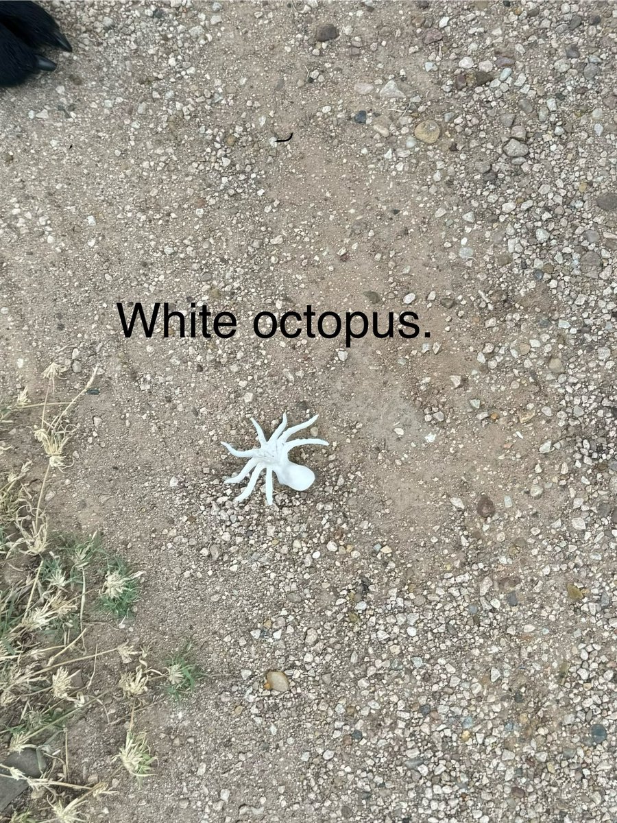 Surface find at the RV park.