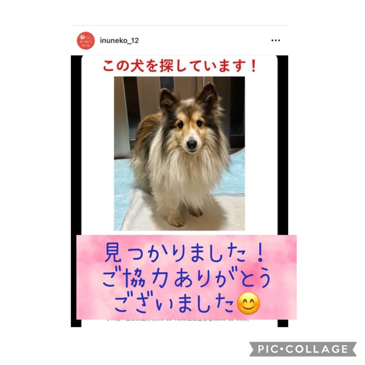 willdogcare's tweet photo. 迷子のシェルティちゃん、見つかりました！
捜索、情報のご協力ありがとうございました😊
良かった〜❣️😄

#willドッグケアハウス  #will
#一匹でも犬ねこを救う会 
#上田市
#迷子犬 https://t.co/2SUiDGFC6i