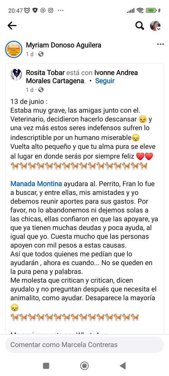 Chilena9772's tweet photo. Al perro atropellado en camino a Melipilla cerca de Las golondrinas lo hicieron descansar, estaba muy mal.
#Talagante https://t.co/JF3JEYRHil