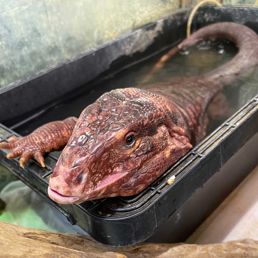 reptilescafe's tweet photo. 真夏日の横浜
お店は営業中(11時〜17時、入店16時頃まで)です
なお、
20日(木)は臨時休業いたします
写真は
水浴中の #アルゼンチンレッドテグー さんです
#爬虫類カフェ #reptilescafe
#レッドテグー #テグー #RedTegu #Tegu
#保護ペット #保護爬虫類 #ProtectedPet #ProtectedReptiles https://t.co/PLLenS58L8