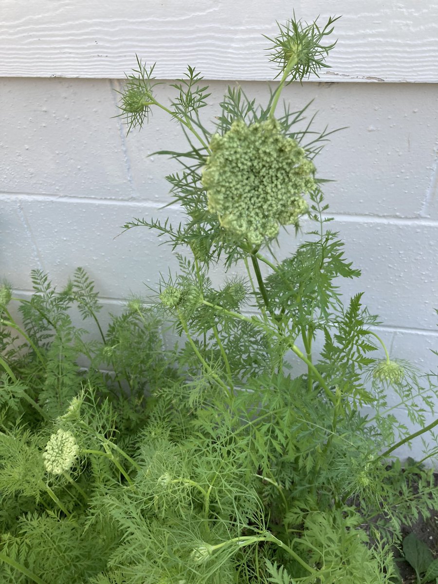 MissSallyO's tweet image. Unpicked carrots from last year grew flowers this year 🤷🏼‍♀️ #iAMscience