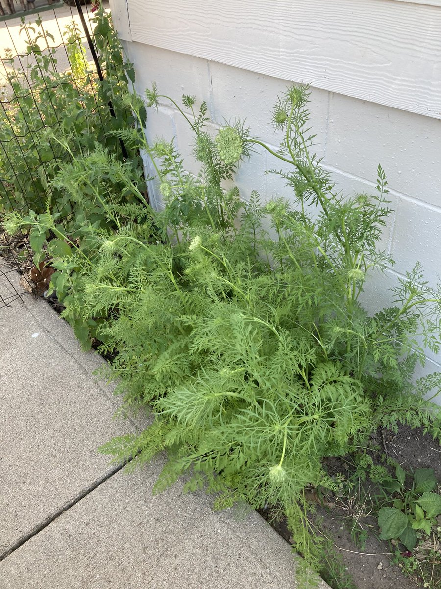 MissSallyO's tweet image. Unpicked carrots from last year grew flowers this year 🤷🏼‍♀️ #iAMscience