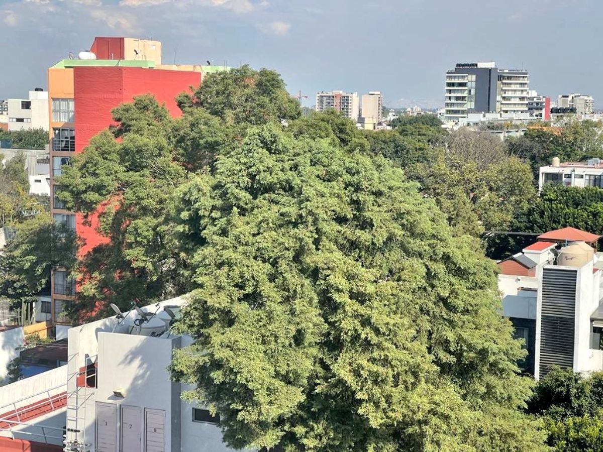 MiguelMezaC's tweet photo. Hace un año, junto con @LBallesterosM y vecinos de Benito Juárez, presentamos una solicitud para que el árbol Eugenio fuera declarado como patrimonio cultural.

Eugenio es un fresno de 150 años, que iba a ser talado para construir un edificio. Alberga carpinteros pico plateado y carpinteros volcaneros, ambas especies protegidas en México. 

Nosotros intervenimos con esta idea jurídica, un poco descabellada, de que el árbol fuera declarado como patrimonio cultural de la ciudad. No había ningún precedente de ese tipo.

Los vecinos se aventaron meses de lucha y hoy, al fin, el gobierno de la CDMX publicó un decreto para reconocer a Eugenio como patrimonio cultural. Es una gran noticia para las luchas ciudadanas por el medio ambiente. Organizarse, aferrarse e innovar jurídicamente sí rinde frutos.