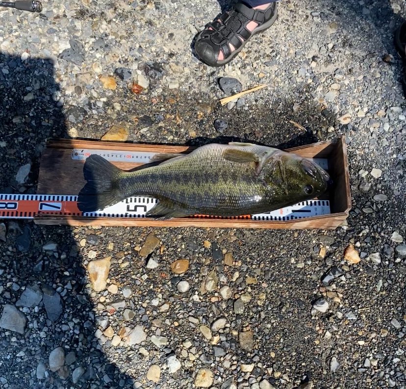 kMWExwo6A2cB2du's tweet photo. #Bassing
#七色ダム
#オーバー4000 https://t.co/80eGgfVmJV