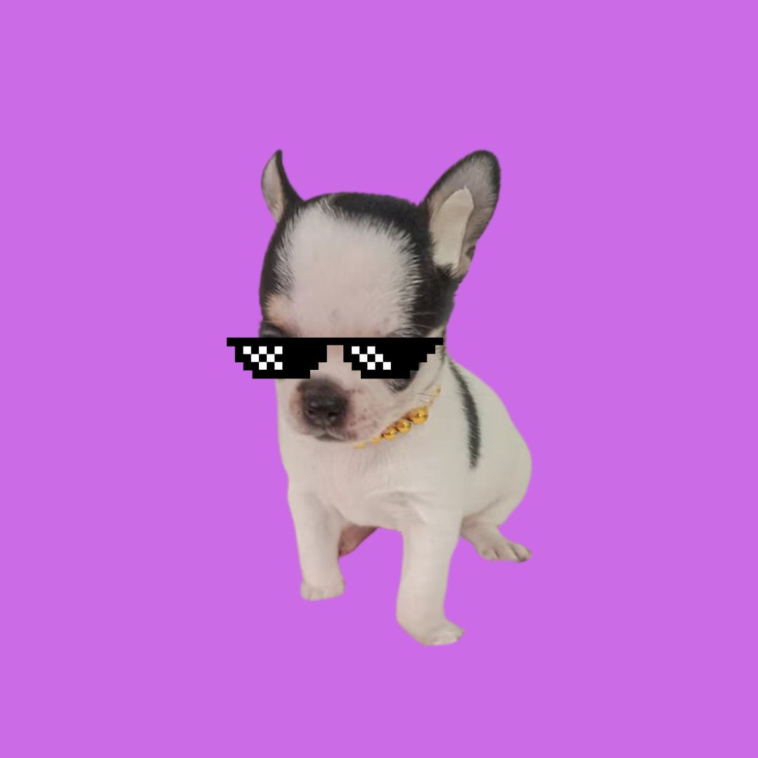 CleverBoyToken's tweet photo. @JasonCryptoFTW be a $Clever boy https://t.co/nhNioHzShu