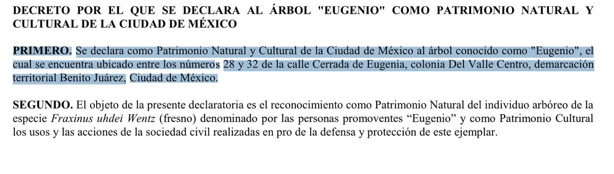 MiguelMezaC's tweet photo. Hace un año, junto con @LBallesterosM y vecinos de Benito Juárez, presentamos una solicitud para que el árbol Eugenio fuera declarado como patrimonio cultural.

Eugenio es un fresno de 150 años, que iba a ser talado para construir un edificio. Alberga carpinteros pico plateado y carpinteros volcaneros, ambas especies protegidas en México. 

Nosotros intervenimos con esta idea jurídica, un poco descabellada, de que el árbol fuera declarado como patrimonio cultural de la ciudad. No había ningún precedente de ese tipo.

Los vecinos se aventaron meses de lucha y hoy, al fin, el gobierno de la CDMX publicó un decreto para reconocer a Eugenio como patrimonio cultural. Es una gran noticia para las luchas ciudadanas por el medio ambiente. Organizarse, aferrarse e innovar jurídicamente sí rinde frutos.