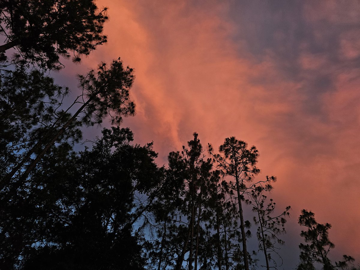 Edover60's tweet photo. Evening sky and bats! #flwildlife #bats #sunset https://t.co/hH0da7YmOE
