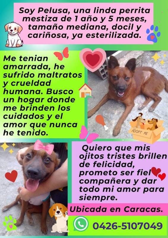 Pelusa busca un hogar responsable y muy amoroso, Caracas