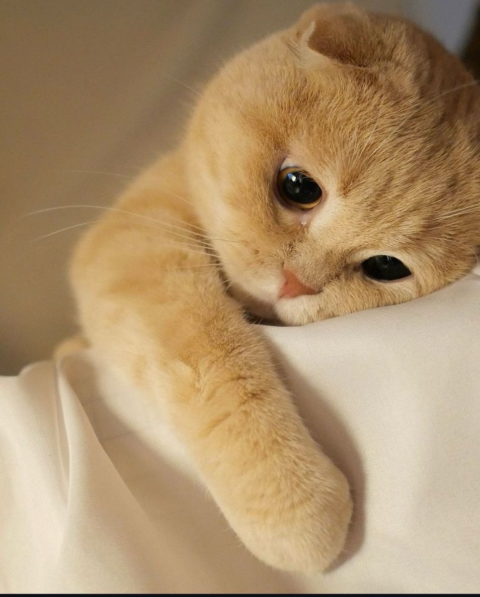 Catsillyness's tweet photo. Miss you https://t.co/bWyNyAXmzj