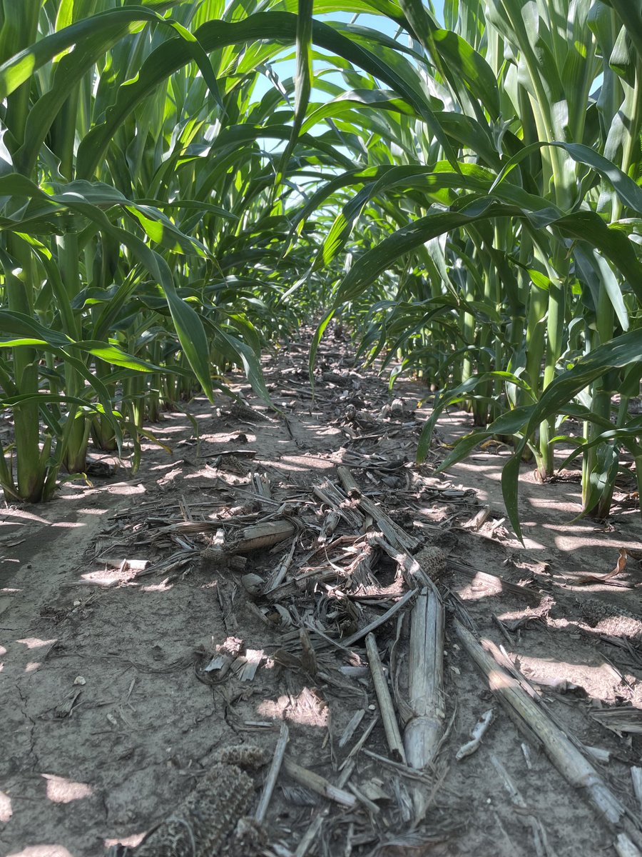 Maye85779's tweet photo. Spent the day with several growers in south central Nebraska walking Storen fields.  Only about 20% of these acres received dicamba with very clean fields.  It’s a great tool that we need but love what Storen is doing this year. https://t.co/2HWhf5Oxz3