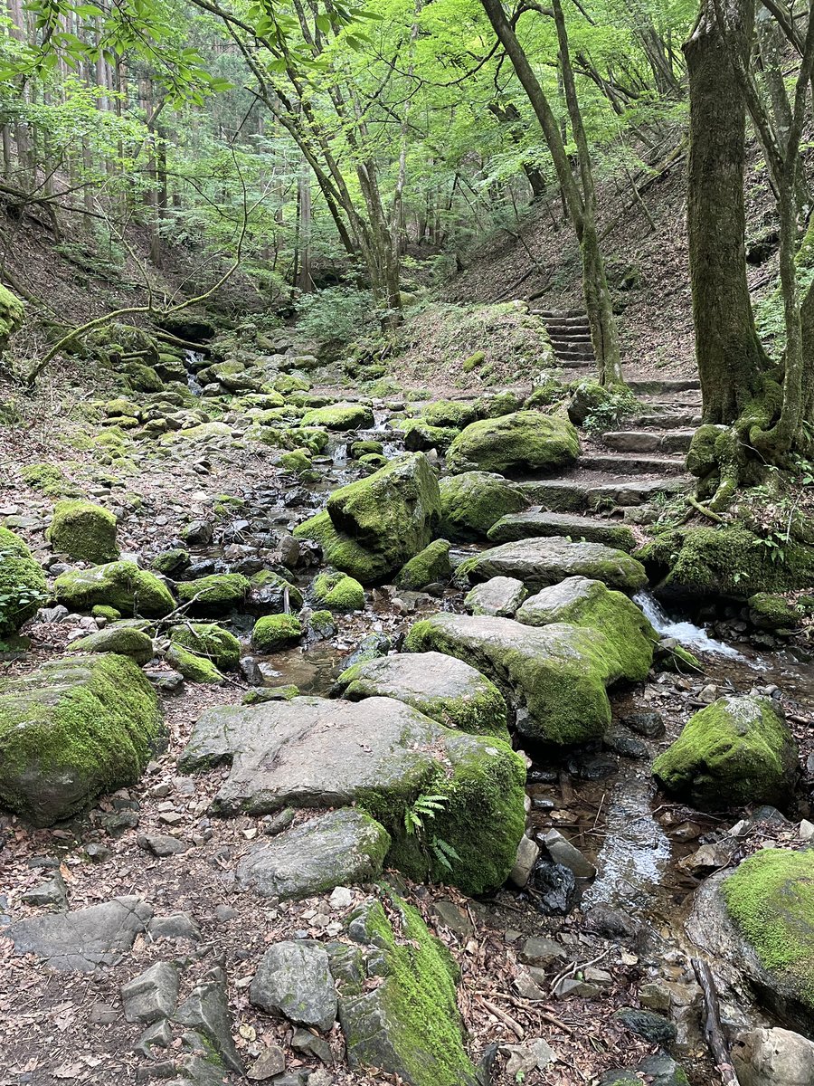 mitakevc's tweet photo. 昨日のロックガーデンの様子⛰️
爽やかな沢の音も届けします🎵
ロックガーデン周辺では隠れたファンの多い、ギンリョウソウが開花中!
緑色の色素を持たない、真っ白で不思議な植物に虜になる方が少なくありません👻
#御岳山
#mtmitake
#ロックガーデン
#rockgarden
#ギンリョウソウ https://t.co/wjEZCADh78