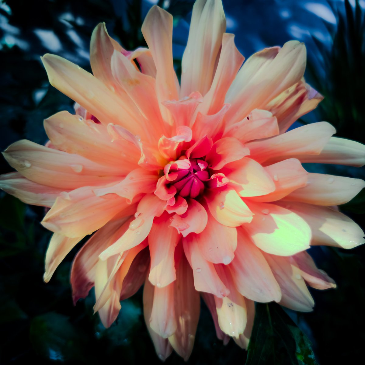 SachinAcharya's tweet photo. Hope today is vibrant & colourful as #Dhalias โจ๏ธ๐
#flowers #garden #FlowersOnX #photography @degu_lifeis @gontanokoneroku @nu_nu_radium @Love_plants @VisualsbySauter #S23U @Snapdragon @SamsungMobile #withGalaxy #ShotOnSnapdragon #Nature @Wvisioncreation @hpphotograf @the_gpc_ https://t.co/B3A6LG4inn