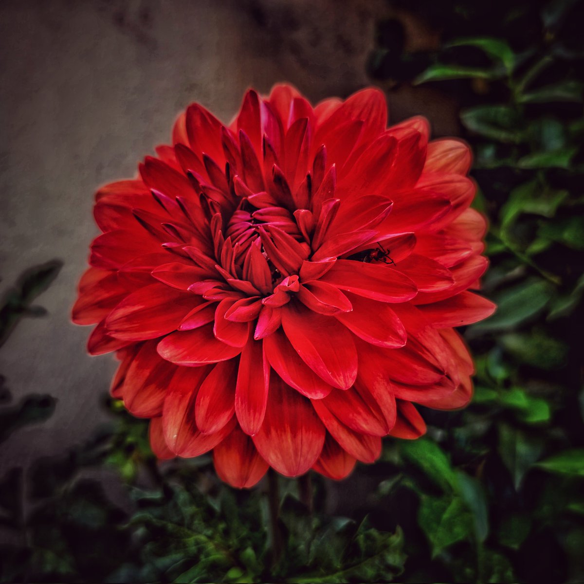 SachinAcharya's tweet photo. Hope today is vibrant & colourful as #Dhalias โจ๏ธ๐
#flowers #garden #FlowersOnX #photography @degu_lifeis @gontanokoneroku @nu_nu_radium @Love_plants @VisualsbySauter #S23U @Snapdragon @SamsungMobile #withGalaxy #ShotOnSnapdragon #Nature @Wvisioncreation @hpphotograf @the_gpc_ https://t.co/B3A6LG4inn