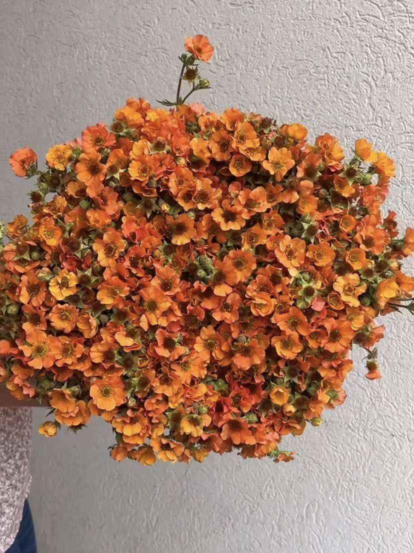 DVFlora tweet media