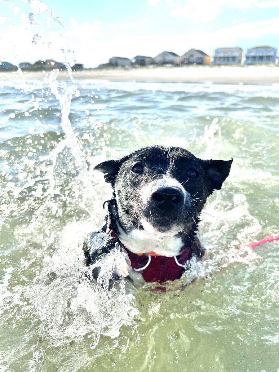 OCEArtRoom's tweet photo. I’ve been on track out! 🙃 I don’t usually share anything but the classroom but I’m so proud that this little lady learned she could swim at the beach this week! Enjoy the photos 📸#lucilleannrescuepup 🐾💖☀️⛱️ #trackout #yearroundschool #holdenbeach https://t.co/MO8djMu4Rp