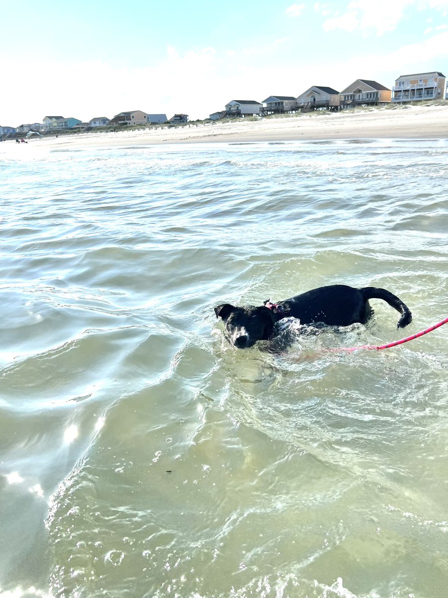 OCEArtRoom's tweet photo. I’ve been on track out! 🙃 I don’t usually share anything but the classroom but I’m so proud that this little lady learned she could swim at the beach this week! Enjoy the photos 📸#lucilleannrescuepup 🐾💖☀️⛱️ #trackout #yearroundschool #holdenbeach https://t.co/MO8djMu4Rp