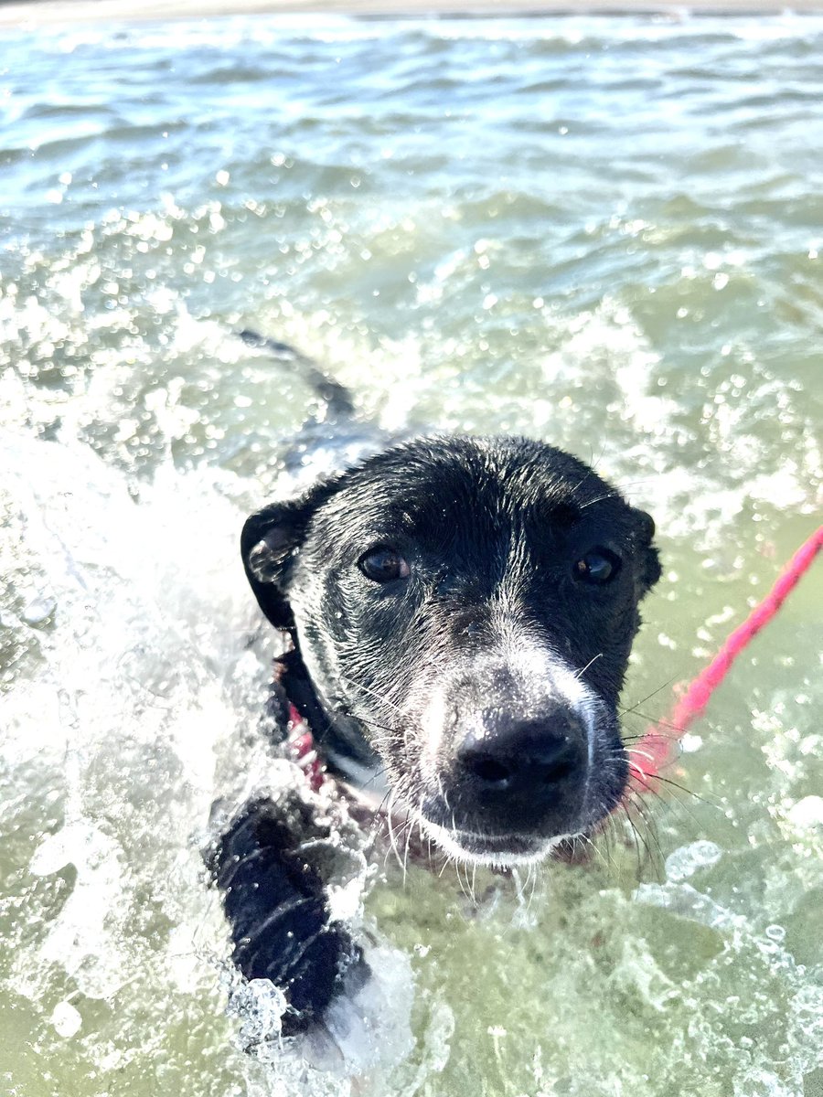 OCEArtRoom's tweet photo. I’ve been on track out! 🙃 I don’t usually share anything but the classroom but I’m so proud that this little lady learned she could swim at the beach this week! Enjoy the photos 📸#lucilleannrescuepup 🐾💖☀️⛱️ #trackout #yearroundschool #holdenbeach https://t.co/MO8djMu4Rp