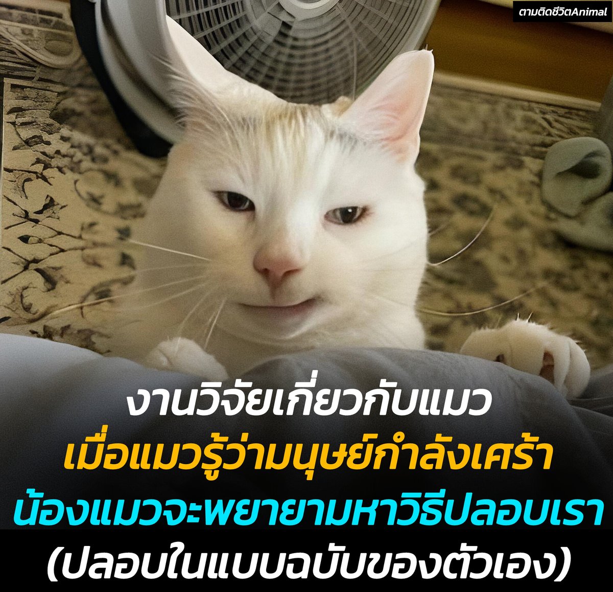 AnimalFW_TH's tweet photo. ทำให้ทาทสหายเศร้า ✅
ทำให้เป็นประสาทแทน ✅
เคยไหมปกติแมวจะไม่ค่อยสนใจเราเท่าไหร่ แต่วันไหนที่เรารู้สึกเศร้า แมวจะสนใจเราเป็นพิเศษ และพยายามเข้าหาเราก่อน บางครั้งก็พยายามงับเราเบาๆ ให้เราันมาสนใจ หรือแมวรับรู้ได้ว่าเรากำลังเศร้า 😳🥹🥰
แมว : ฉันจะปลอบนายเอง ในฉบับของฉันอ่ะนะ
อาณาจักรสัตว์โลก มีม&สาระ By ตามติดชีวิตAnimal
มนุษย์เรานั้นมีวันดีและวันร้ายนั่นเป็นเรื่องธรรมดาของชีวิต แต่เมื่อวันไหนที่เรารู้สึกดิ่งมาก หลายคนคงมีวิธีดูแลจิตใจตัวเองแตกต่างกันไป สำหรับทาสแมวอย่างเรา การอยู่กับน้องแมวสุดที่รักช่วยเยียวยาจิตใจได้ดีเยี่ยม

ใช่แล้ว....สิ่งที่น่าสนใจคือ ทาสหลายคนจะสังเกตได้ว่า แมวที่ปกติไม่ค่อยสนใจเรา กลับรับรู้และพยายามปลอบใจเมื่อเห็นว่าเราเศร้า จึงเกิดคำถามว่า แมวรู้หรือไม่ว่ามนุษย์กำลังเศร้า และพยายามจะปลอบเราหรือเปล่า

งานวิจัยปี 2015 จาก University of Lincoln ทดลองนำแมวมาทดสอบ โดยให้เจ้าของแสดงอารมณ์บวกและลบใส่แมว ผลพบว่าแมว 79% สังเกตและปรับพฤติกรรมตามอารมณ์เจ้าของ ยืนยันว่าแมวเข้าใจอารมณ์มนุษย์และปรับตัวตาม

นอกจากนี้ งานวิจัยปี 2020 จาก University of Bari ชี้ว่า แมวใช้ทั้งภาพและเสียงประเมินอารมณ์มนุษย์ และปรับพฤติกรรมตาม

แมวบางตัวยังใช้วิธีการ งับเบาๆ หรือที่เรียกว่า "love bite" อาจช่วยให้มนุษย์รู้สึกดีได้ในบางกรณีค่ะ แต่ก็ขึ้นอยู่กับหลายปัจจัย เช่น
ความสัมพันธ์ระหว่างแมวกับคน : ถ้าแมวกับคนสนิทกันมากและมีความผูกพัน การงับเบาๆ อาจเป็นการแสดงความรักและความไว้ใจ ซึ่งทำให้คนรู้สึกดีและอบอุ่นใจได้

ความแรงของการงับ: การงับเบาๆ ที่ไม่ทำให้เจ็บ อาจเป็นการเล่นหรือหยอกล้อที่น่ารัก แต่ถ้างับแรงจนเจ็บ ก็อาจทำให้คนรู้สึกไม่ดีได้

บุคลิกของแมว: แมวบางตัวอาจมีนิสัยขี้เล่นและชอบงับเบาๆ เป็นเรื่องปกติ แต่แมวบางตัวอาจไม่ชอบให้จับหรือสัมผัสมากนัก การงับอาจเป็นการแสดงความไม่พอใจ

บุคลิกของคน: คนบางคนอาจชอบที่แมวงับเบาๆ เพราะรู้สึกว่าน่ารักและเป็นกันเอง แต่บางคนอาจไม่ชอบและรู้สึกว่าเป็นการรุกราน

โดยรวมแล้ว การงับเบาๆ ของแมวอาจเป็นการแสดงความรักและความผูกพัน แต่ก็ควรสังเกตพฤติกรรมของแมวและปฏิกิริยาของตัวเองด้วย ถ้าแมวงับแรงเกินไปหรือทำให้รู้สึกไม่สบายใจ ก็ควรหยุดเล่นและให้แมวมีพื้นที่ส่วนตัว

นอกจากนี้ การที่แมวมาคลอเคลีย อยู่ใกล้ๆ หรือเลีย ก็เป็นการแสดงความรักและอาจช่วยให้มนุษย์รู้สึกดีขึ้นได้เช่นกันฮะ

ดังนั้น หากวันไหนที่เรารู้สึกเศร้า แล้วน้องแมวมาอยู่ใกล้ๆ อย่าแปลกใจ เพราะนั่นอาจเป็นเพราะน้องแมวรับรู้และอยากปลอบใจคุณ แม้ยังไม่แน่ชัดว่าแมวเข้าใจความรู้สึกเศร้าแบบมนุษย์หรือไม่ แต่การที่น้องแมวอยู่ใกล้ๆ ในวันที่ทุกข์ใจ ก็เป็นกำลังใจที่มากพอแล้ว

เรียบเรียง 🖋 แอดเพา