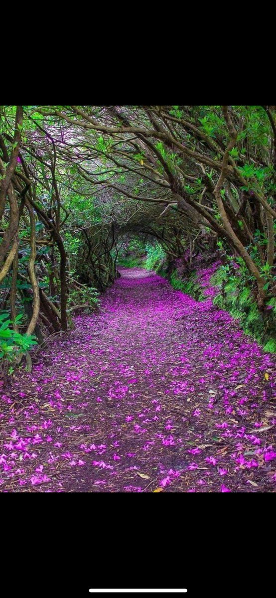 Ester Melero susin tweet media