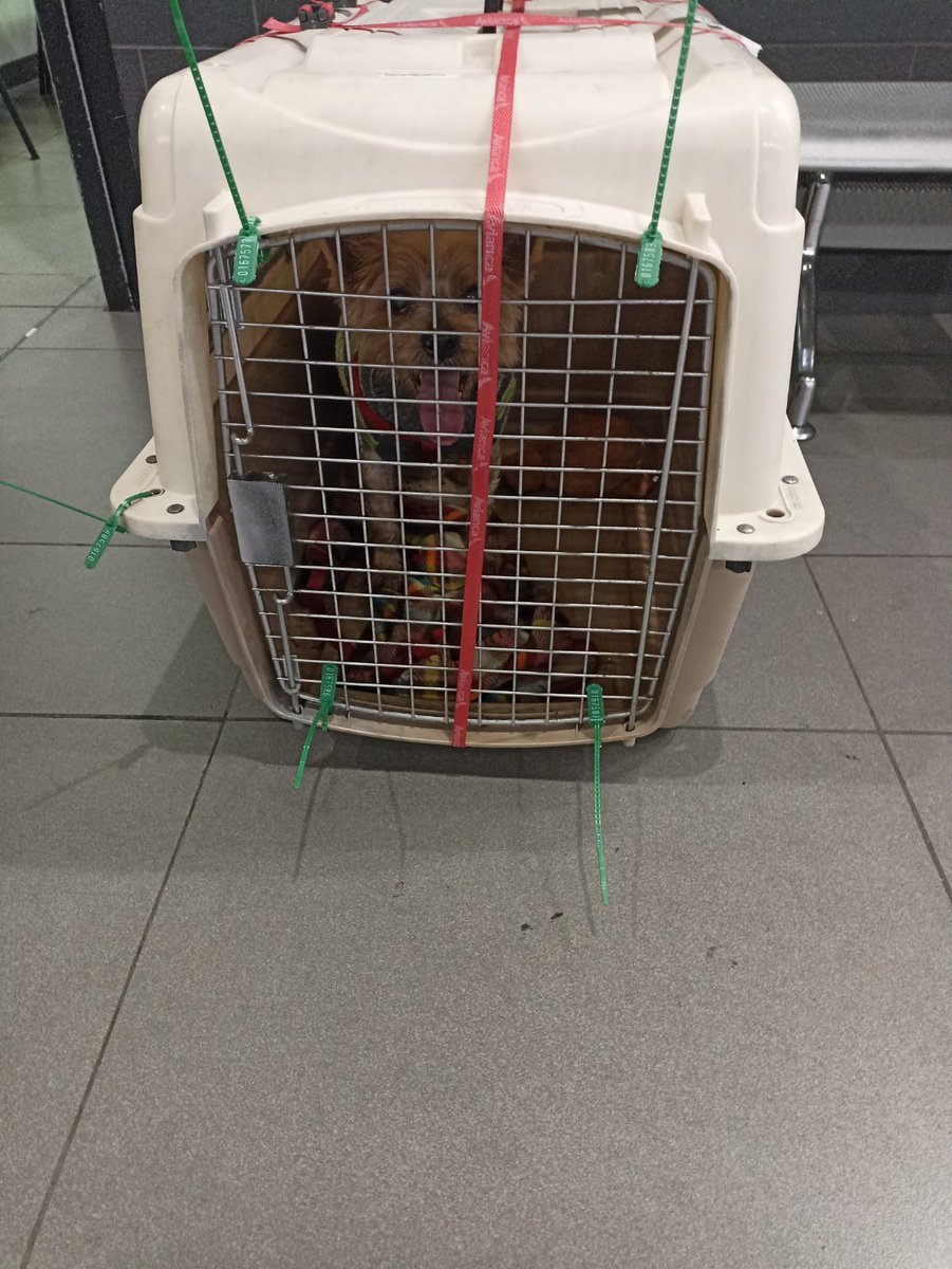 YerlyMozo's tweet photo. Urgente por favor atender en la terminal de aduana del @BOG_ELDORADO, donde esta este perrito ladrando ya afónico porque al parecer lo dejaron abandonado o se quedó en el limbo en una conexión desde las 5 pm!! 
Lo que sea, por favor 🙏 urgente @AnimalesBOG accionar la gestión necesaria con autoridades o aerolineas para su protección y ojalá encuentre pronto su familia!! 

@CarlosFGalan 
@EquipocolibriNL 
@sandraleventhal