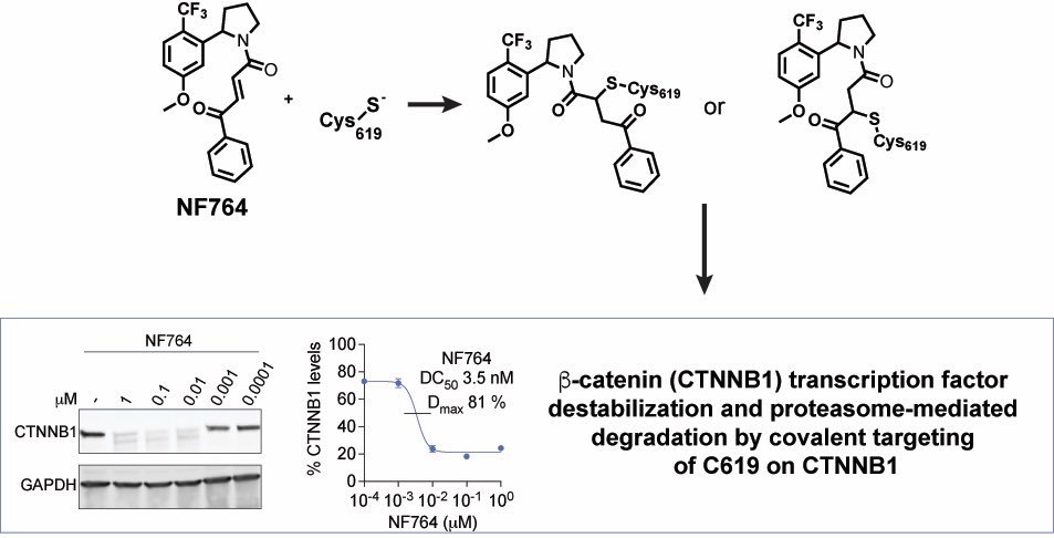 Dan Nomura (@dannomura) on Twitter photo Excited to have this paper published! Congrats to <a href="/florAliciaflor/">Flor Alicia Gowans</a> and <a href="/NafsikaForte/">Nafsika Forte</a> on their <a href="/J_A_C_S/">J. Am. Chem. Soc.</a> paper on a direct-acting covalent destabilizing degrader against the challenging oncogenic transcription factor beta-catenin! We go from an initial nonspecific and nonpotent hit Excited to have this paper published! Congrats to <a href="/florAliciaflor/">Flor Alicia Gowans</a> and <a href="/NafsikaForte/">Nafsika Forte</a> on their <a href="/J_A_C_S/">J. Am. Chem. Soc.</a> paper on a direct-acting covalent destabilizing degrader against the challenging oncogenic transcription factor beta-catenin! We go from an initial nonspecific and nonpotent hit