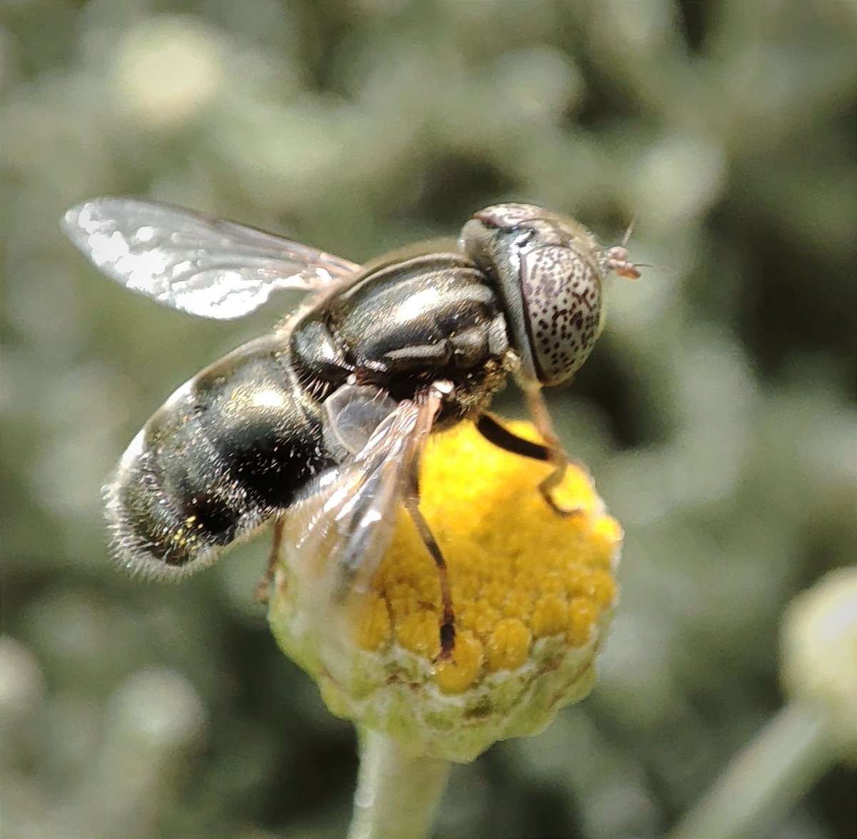 SembrandoLZ's tweet photo. Moscas #Syrphidae #Eristalinus #Paragus sobre inflorescencias del abrótano, en un huerto de #Lanzarote https://t.co/yelqo91qiw