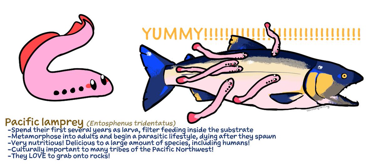 thetruecourtesy's tweet photo. Kirby becomes a Pacific lamprey (he is an ecological engineer and important natural resource!) https://t.co/HNS1iAYvOw