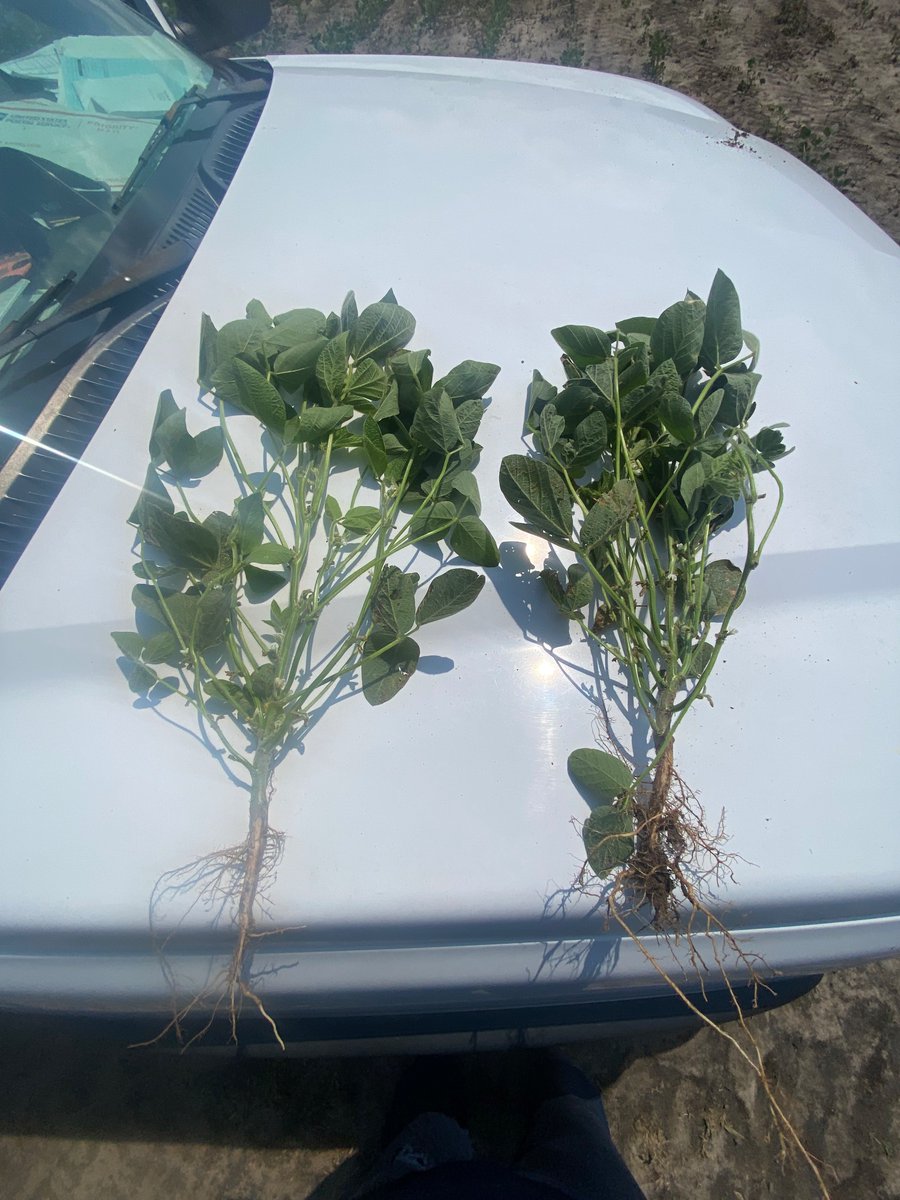 Good branching and node set.  Got them Y-dropped and .7 rain last night.  God is good!!  <a href="/Danetidf/">Danie Bester</a> <a href="/alock2110/">Adrian Locklear</a>